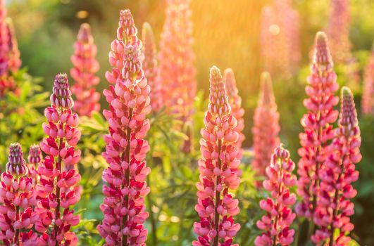 Wild pink lupine flowers in the sunlight