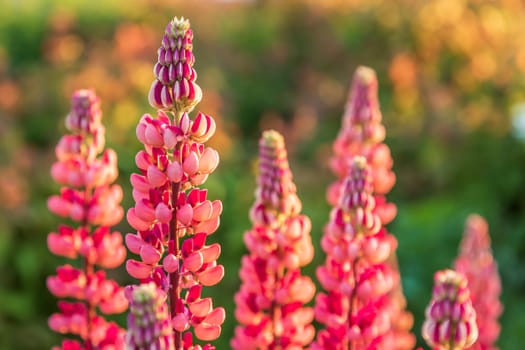 Wild pink lupine flowers in the sunlight