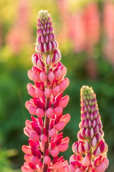 Wild pink lupine flowers in the sunlight