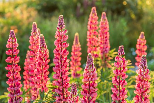 Wild pink lupine flowers in the sunlight