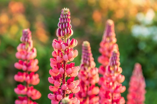 Wild pink lupine flowers in the sunlight