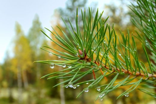 Pine branch with needles in the forest close-up