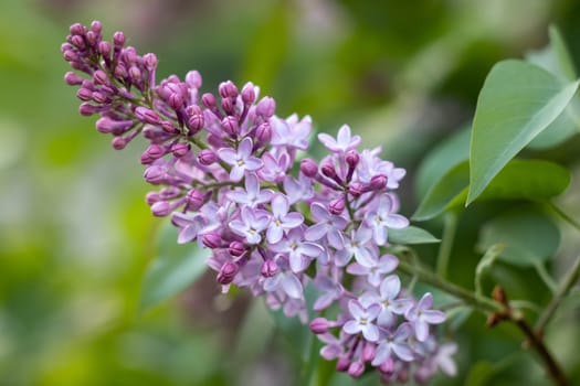 Purple lilac flowers blooming on a branch of a bush