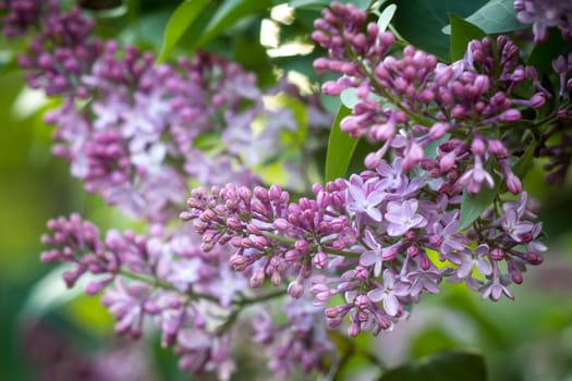 Purple lilac flowers blooming on a branch of a bush