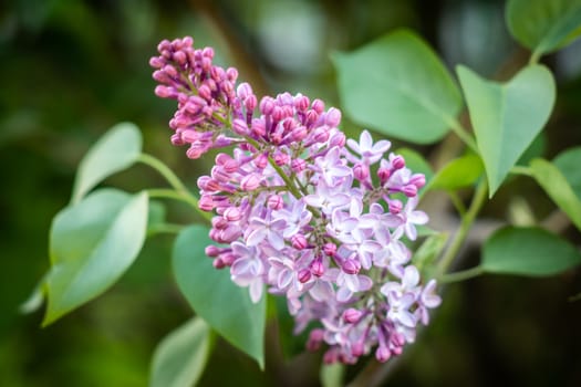 Purple lilac flowers blooming on a branch of a bush