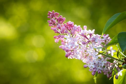 Purple lilac flowers blooming on a branch of a bush