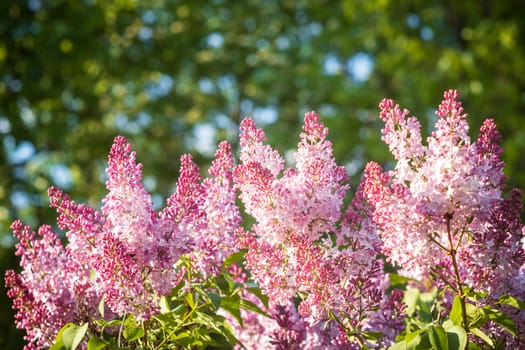 Purple lilac flowers blooming on a branch of a bush