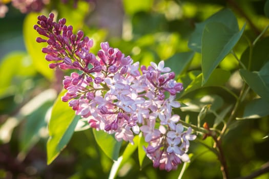 Purple lilac flowers blooming on a branch of a bush