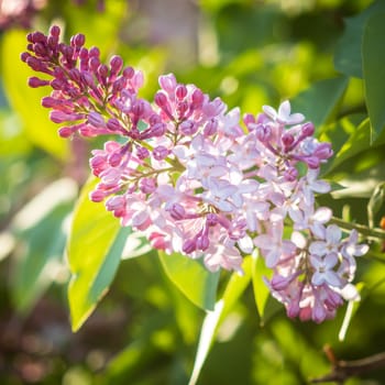 Purple lilac flowers blooming on a branch of a bush