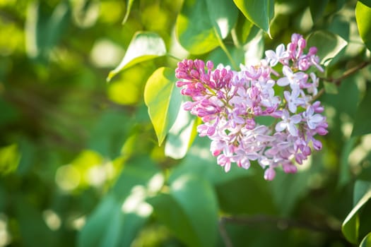 Purple lilac flowers blooming on a branch of a bush