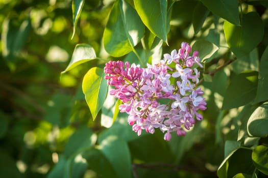 Purple lilac flowers blooming on a branch of a bush