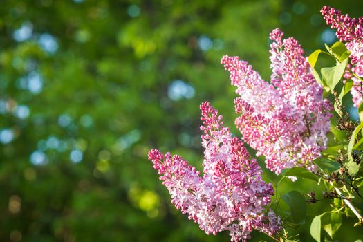 Purple lilac flowers blooming on a branch of a bush