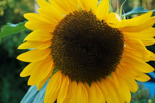 Close-up of a common sunflower blossom Heliantus annuus
