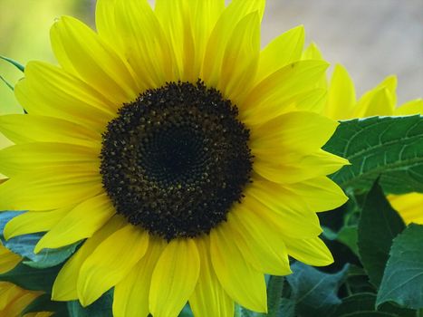 Close-up of a beautiful sunflower blossom Heliantus annuus