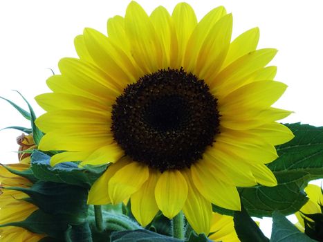 Close-up of an isolated sunflower blossom Heliantus annuus