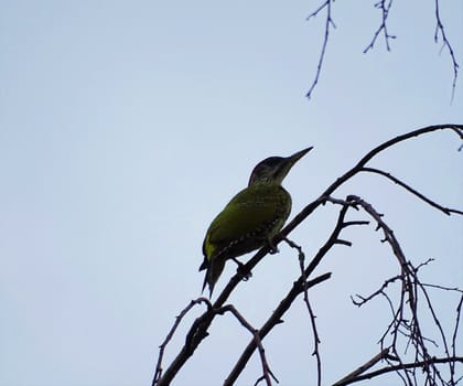 European Green Woodpecker sitting on the branch of a birch tree