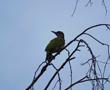 European Green Woodpecker sitting on the branch of a birch tree looking to the side
