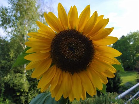 Common sunflower blossom spotted on a balcony in Germany