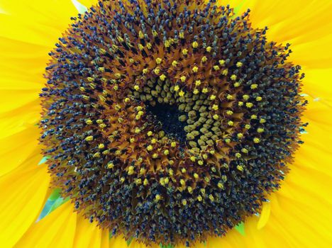 Close-up of the inside of a common sunflower blossom Helianthus annuus