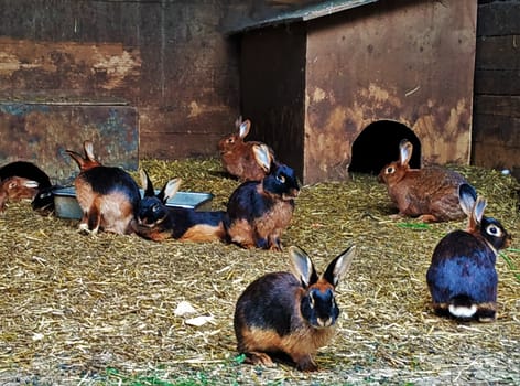 A group of rabbits looking into the camera