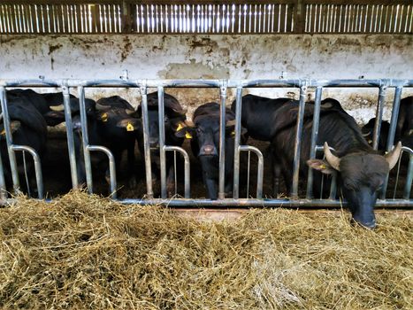 A group of domestic water buffalos in their stall