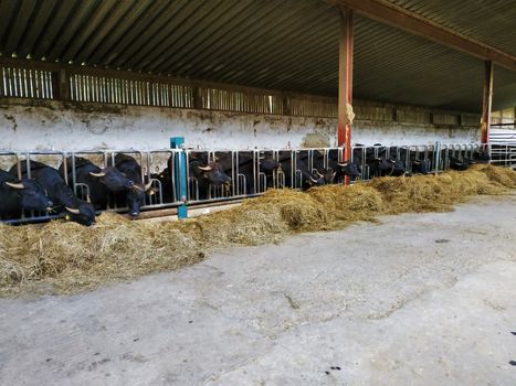 Inside of a stable with black water buffalos
