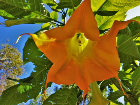 Inside of a yellow Datura blossom with green leaves in front of a blue sky