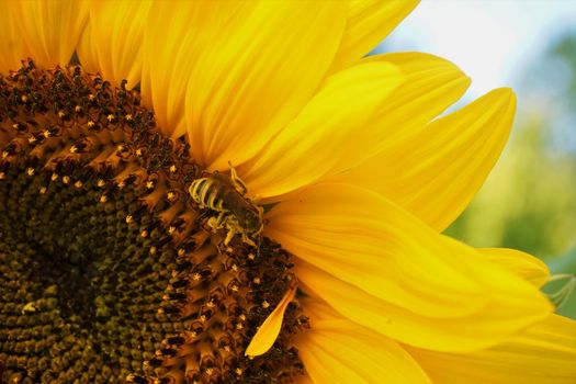 Honey bee collecting pollen in a sunflower blossom