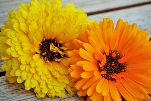 Orange and yellow Calendula blossom on wooden table as background