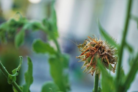 A green insect sitting on a Calendula officinalis plant eating blossoms