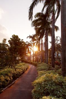 Sunset in Gardens at the Bay, Singapore. Sun lights through palm trees on walking road.