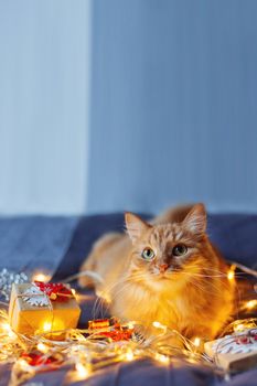 Cute ginger cat lying in bed with shining light bulbs and New Year presents in craft paper. Cozy home Christmas holiday background. Place for text.