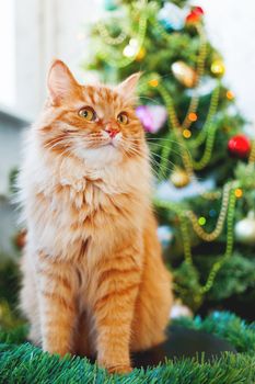 Cute ginger cat and Christmas tree. Fluffy funny pet sits in front of New Year decorated fur-tree. Cozy holiday background with place for text.