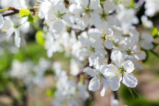 Natural spring background with cherry flowers. Bokeh background with place for text.