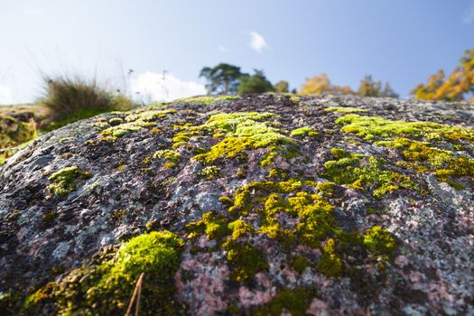 Natural autumn background - rock with bright green moss. Vyborg, Russia.