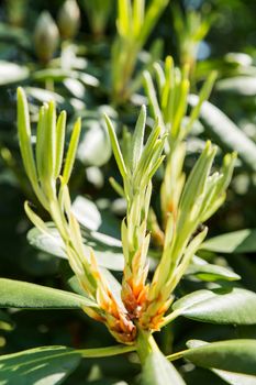 Rhododendron buds and leaves (Ericaceae). Bright flowers on green natural background. Sunny summer morning in garden.