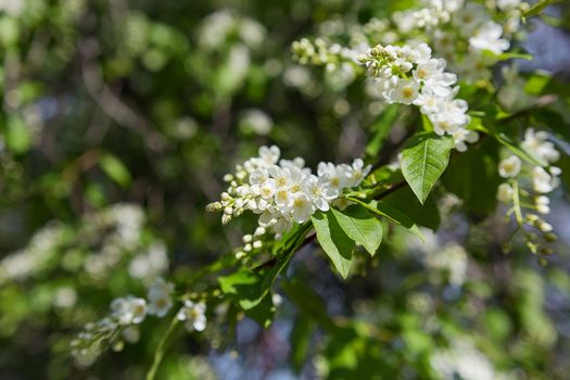 Branch of bird cherry with flowers. Natural spring background.