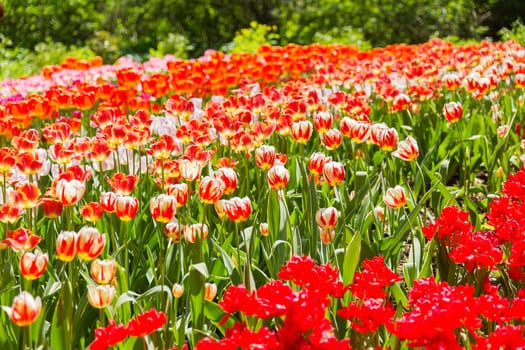 Natural background with different kinds of tulips. Spring background with colorful blossoming flowers in sunny day. Moscow, Russia.