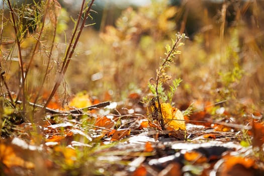 Autumn forest - fallen leaves, bright sun, dried grass. Natural autumn background. Soft focus.