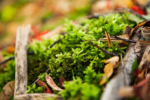 Natural autumn background - rock with bright green moss. Vyborg, Russia. Soft focus.