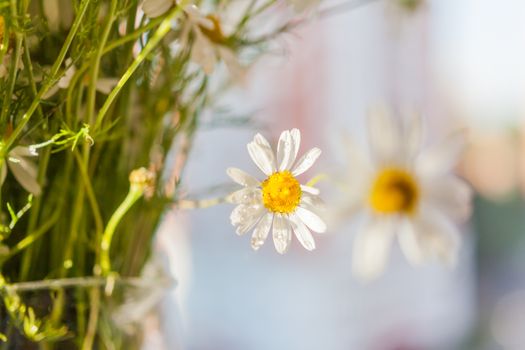 Bouquet of camomila flowers at sunlight. Cozy summer morning at home.