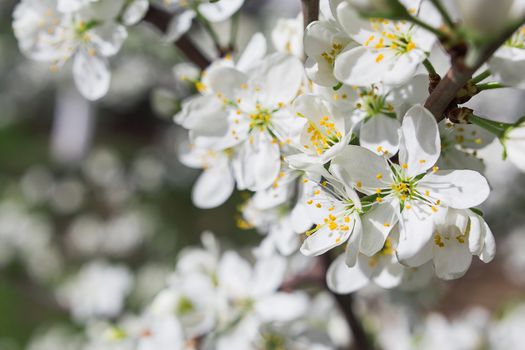 Natural spring background with cherry flowers. Bokeh background with place for text.