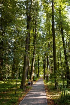 Walkway Lane Path With Green Trees in Forest. Beautiful Alley In Park. Early autumn, end of august. Pathway Way Through Dark Forest with benches. Russia.