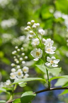 Branch of bird cherry with flowers. Natural spring background with place for text. Can be used as greeting card.