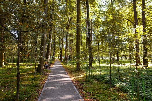 Walkway Lane Path With Green Trees in Forest. Beautiful Alley In Park. Early autumn, end of august. Pathway Way Through Dark Forest with benches. Russia.