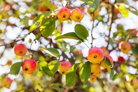 Red apples on apple tree branch. Early autumn harvest. Natural rural background with fruit tree in sunny day. Apples full of vitamins, good for diet nutrition and healthy meals.