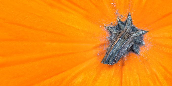 Banner with Bright orange pumpkin.Background with autumn vegetable crop. Copy space.