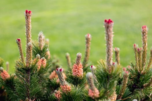 Blooming pine tree. Coniferous tree with flowers on branches.