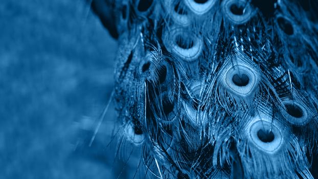 Banner with peacock feathers. Natural background with bird's feathers. Classic blue tone.