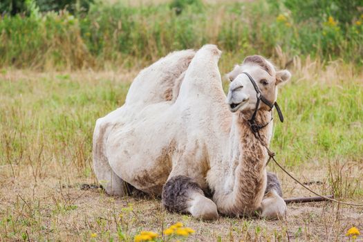 Camel (Camelus bactrianus) lying in the grass.